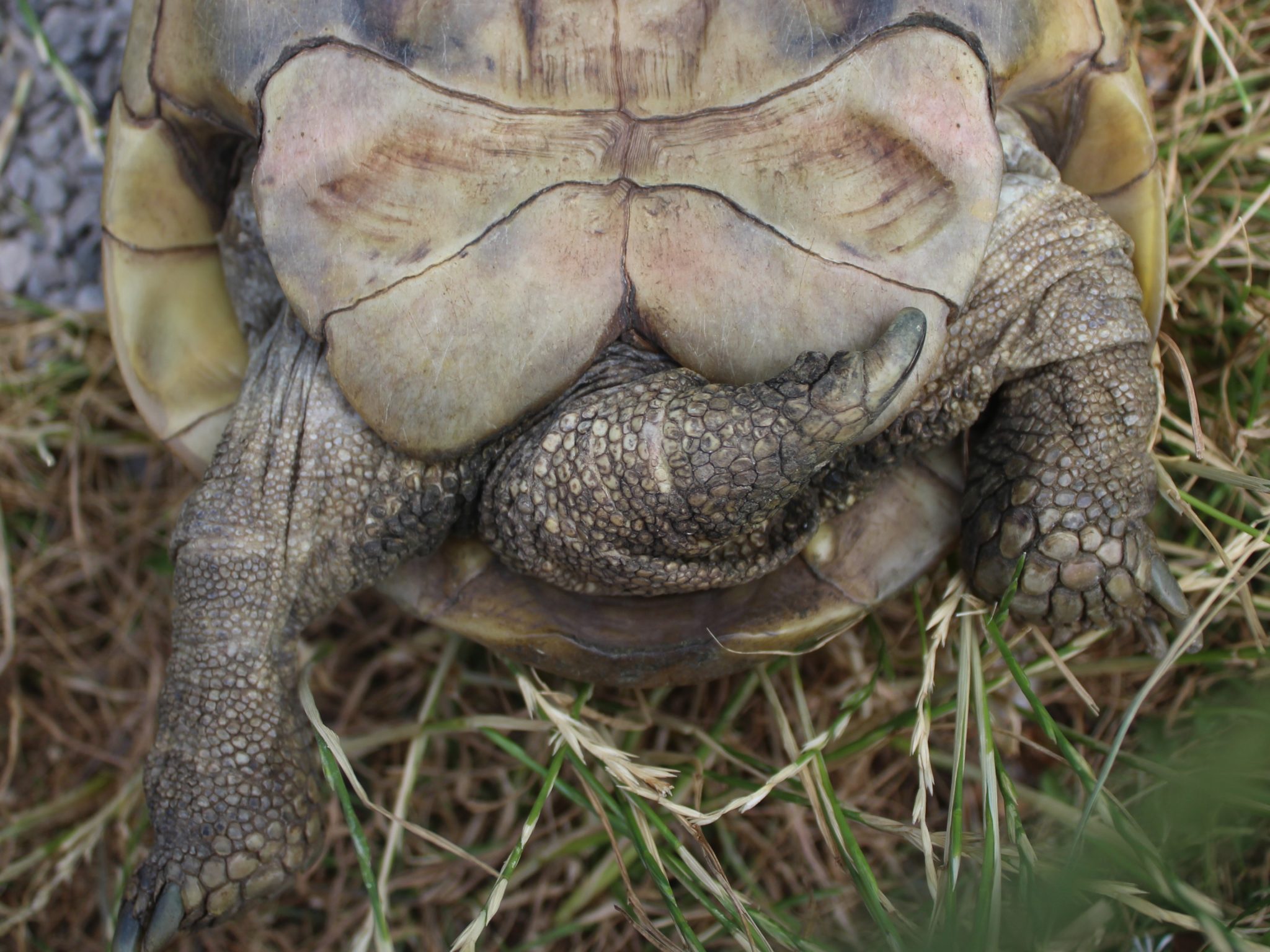 Geschlechtsbestimmung bei Landschildkröten kinderhaustiere.de