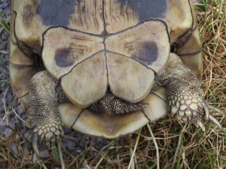 Geschlechtsbestimmung bei Landschildkröten kinderhaustiere.de