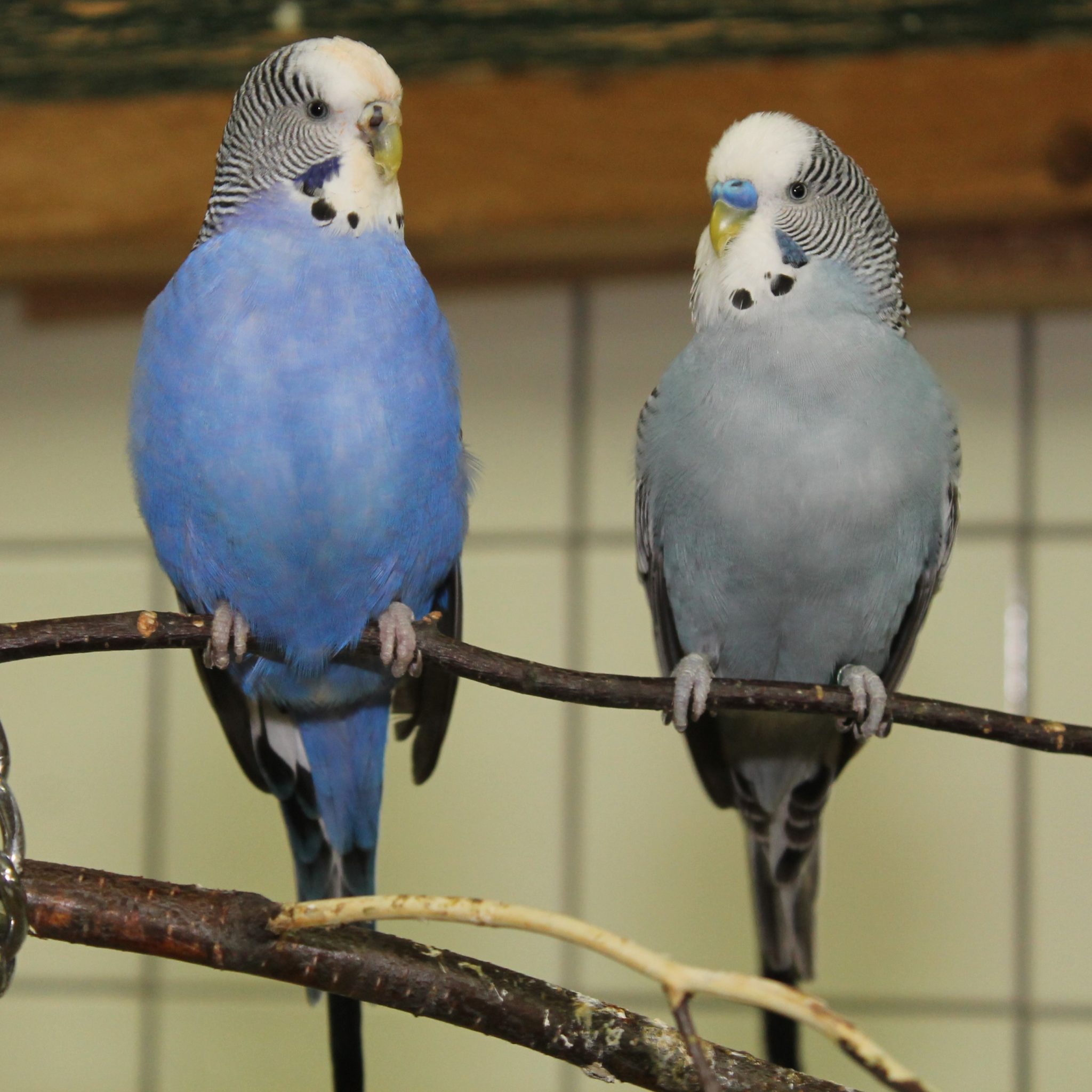 Was Kann Man Wellensittichen Zu Essen Geben