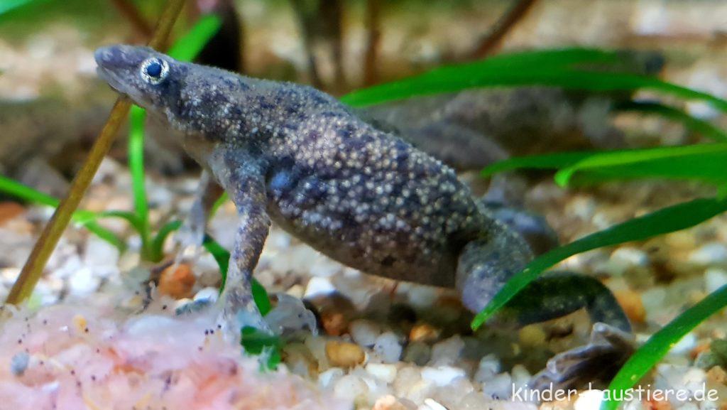 Zwergkrallenfrosch-Haltung im Aquarium 